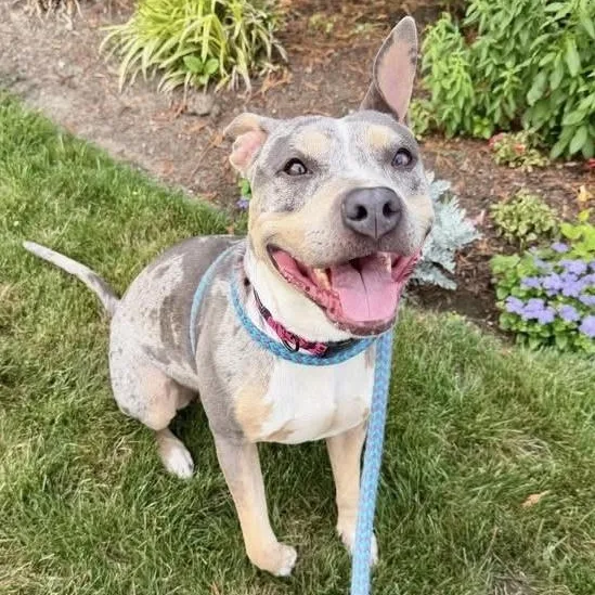 An adult medium-sized female Merle (Red) Pit Bull Terrier dog named Moira Rose for adoption in Cranston, RI