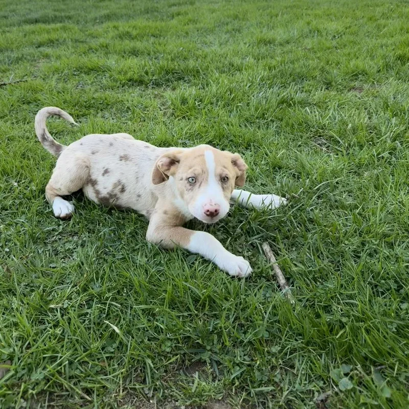 A baby medium-sized male Yellow / Tan / Blond / Fawn Australian Shepherd dog named Ny Eugene Avail Apr for adoption in Eastford, CT