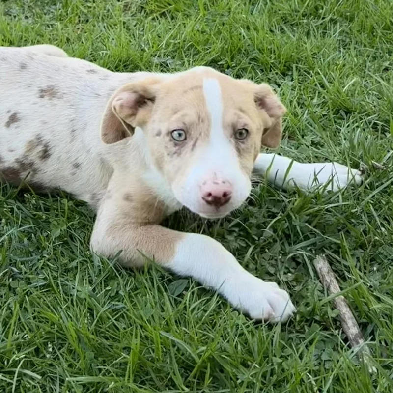 Ny Eugene Avail Apr thumbnail 3