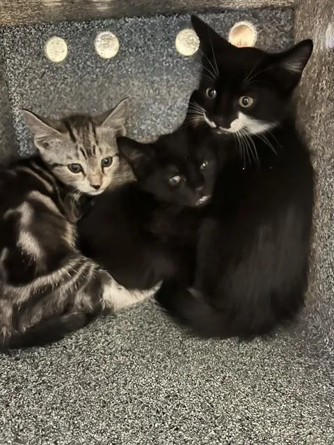 A baby small-sized male Domestic Short Hair cat named A for adoption in Naples, FL