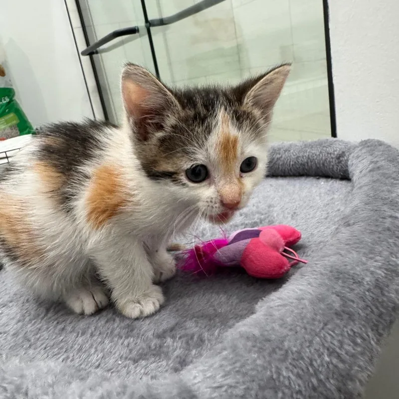 A baby small-sized female White Domestic Short Hair cat named Natasha for adoption in Fort Lauderdale, FL