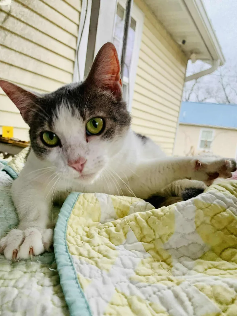 Miss Grey C Kirkland thumbnail 2