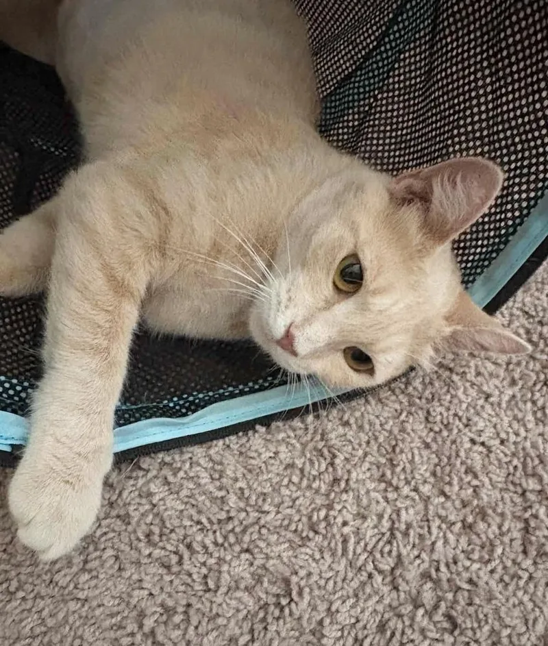 A young medium-sized female Domestic Short Hair cat named Firewall for adoption in tucson, AZ