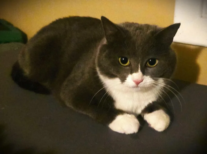 A young medium-sized female Domestic Short Hair cat named Snooki for adoption in Pawtucket, RI