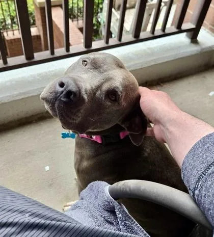 An adult large-sized female Mixed Breed dog named Verna for adoption in Chamblee, GA