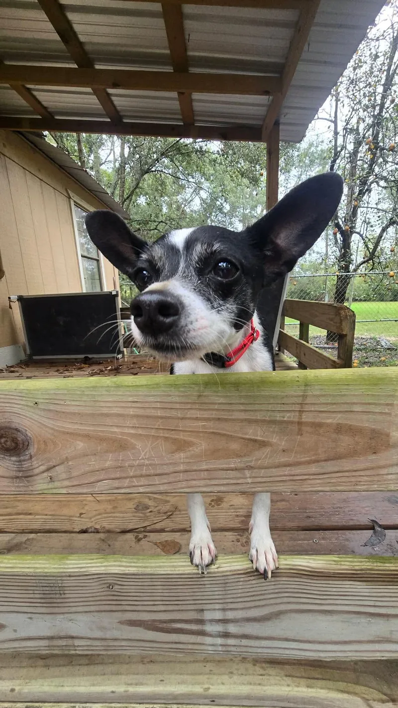 A young small-sized female Chihuahua dog named Roxie for adoption in BONIFAY, FL
