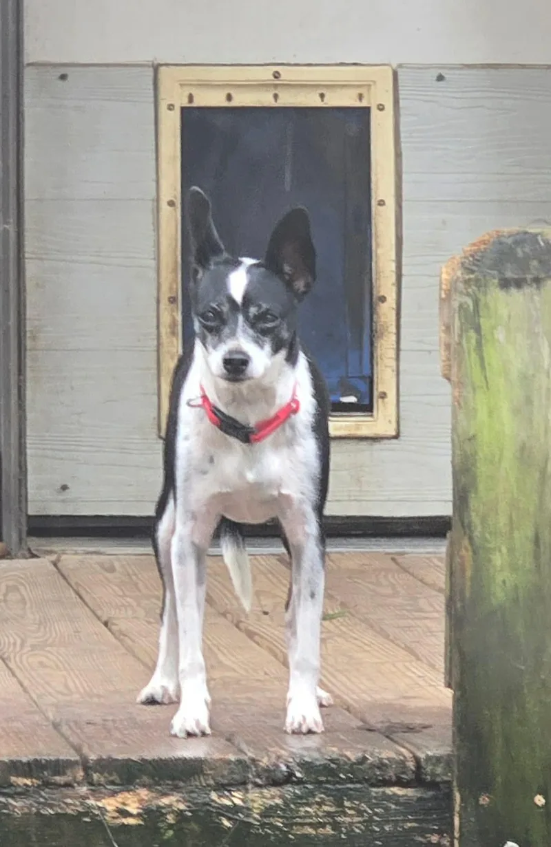 Roxie thumbnail 2
