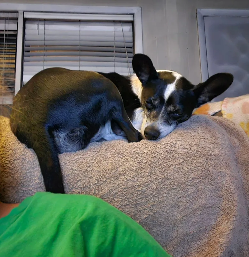 Roxie thumbnail 3