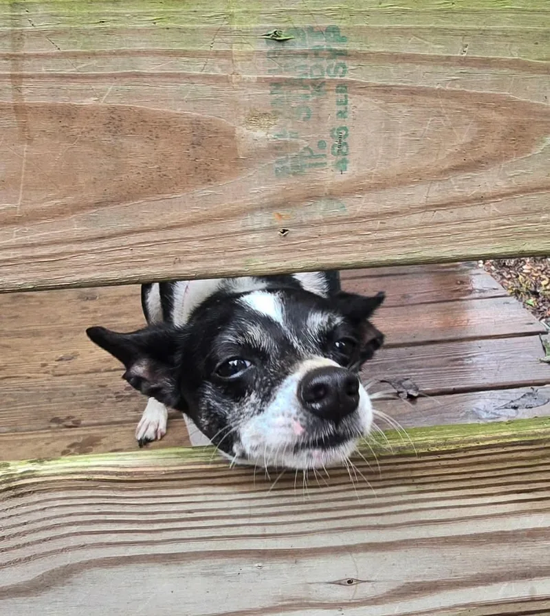 Roxie thumbnail 5