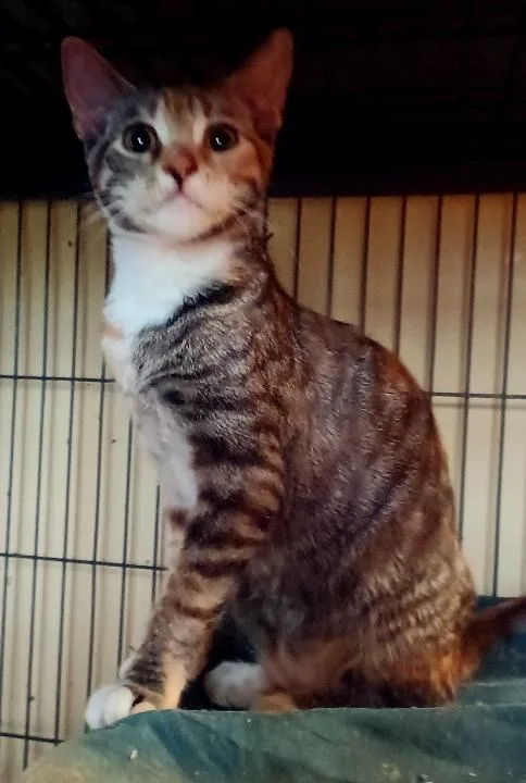 A baby medium-sized female Torbie Domestic Short Hair cat named Nalani for adoption in Jacksonville, FL