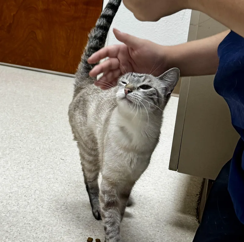 A young medium-sized female Cream / Ivory Siamese cat named Topsy Turvy for adoption in Mission Viejo, CA
