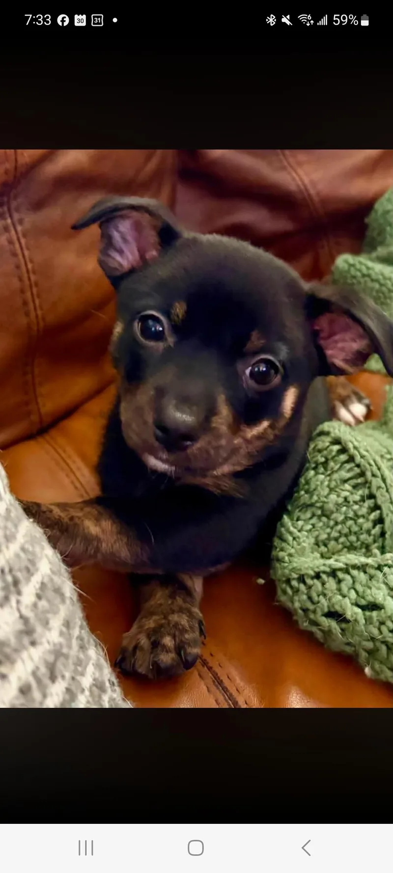 A baby small-sized female Brindle Terrier dog named Asha for adoption in Lewis Center, OH