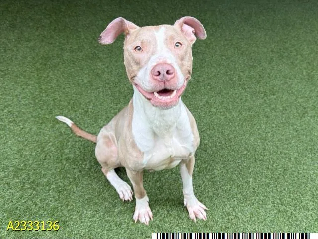 A young medium-sized female Mixed Breed dog named Almond for adoption in West Palm Beach, FL