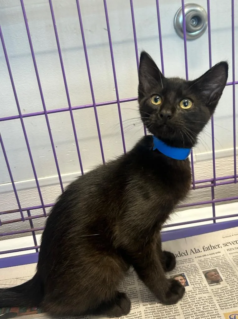 A baby medium-sized male Domestic Short Hair cat named Corbin for adoption in Denham Springs, LA