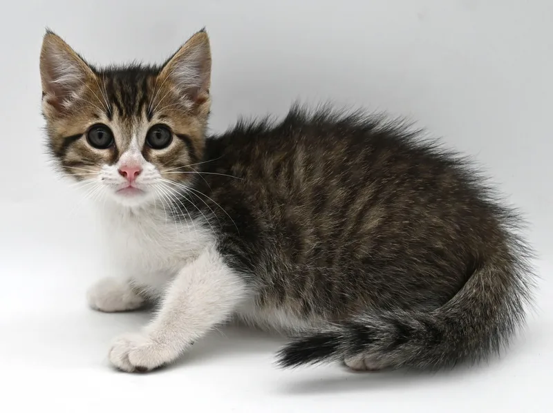 A baby medium-sized male Domestic Short Hair cat named Paul for adoption in Mobile, AL