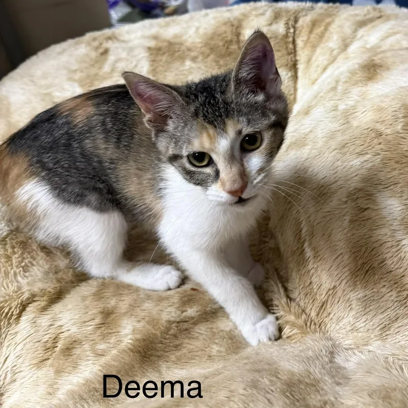 A baby medium-sized female Calico Domestic Short Hair cat named Deema for adoption in Logan, OH