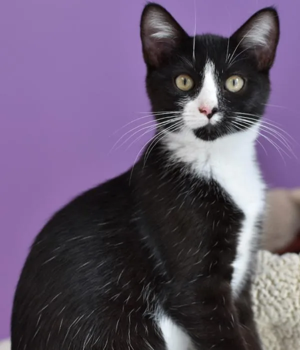 A young medium-sized female Black & White / Tuxedo Domestic Short Hair cat named Susie for adoption in Marietta, GA