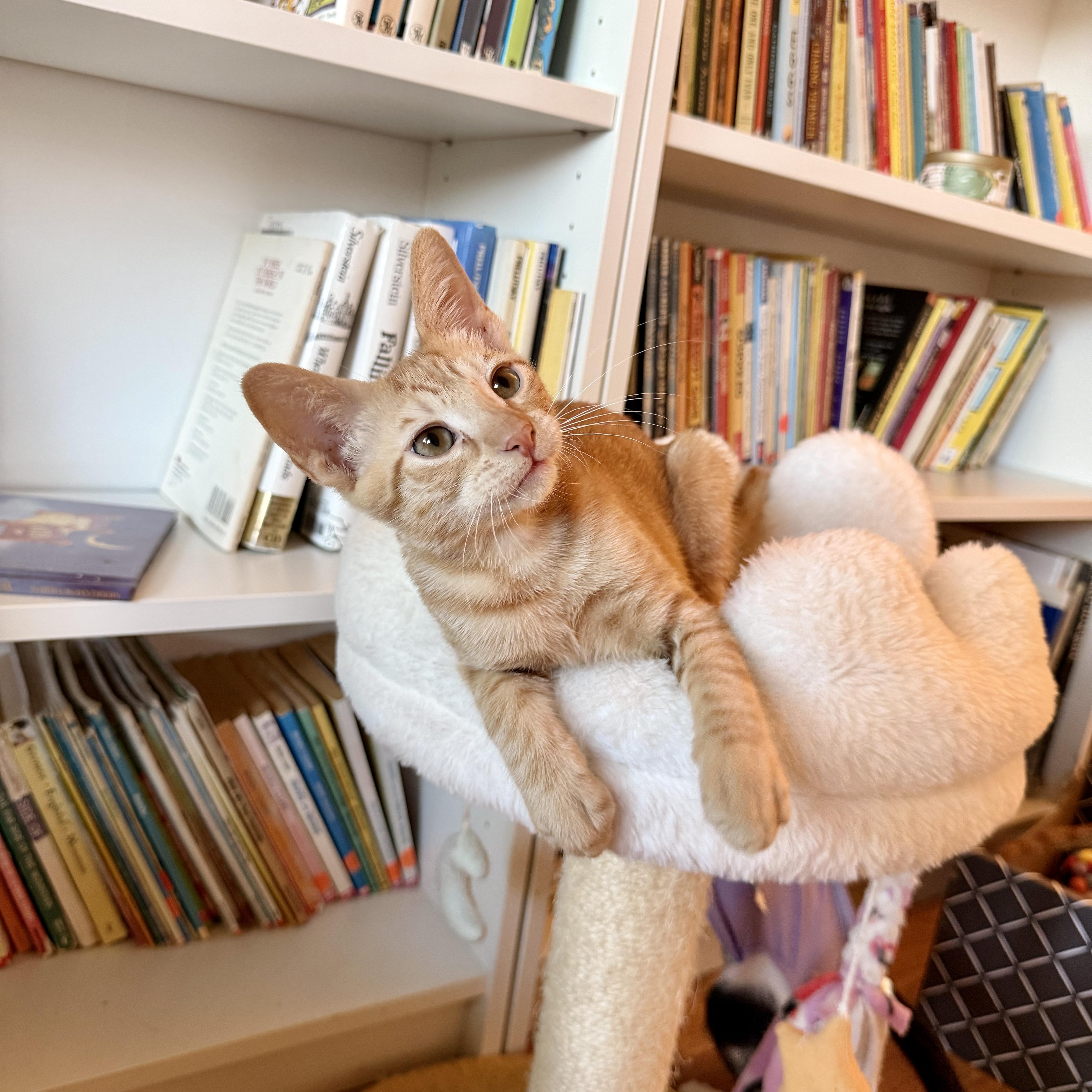 A baby medium-sized male Orange / Red Domestic Short Hair cat named Romeo for adoption in Boca Raton, FL