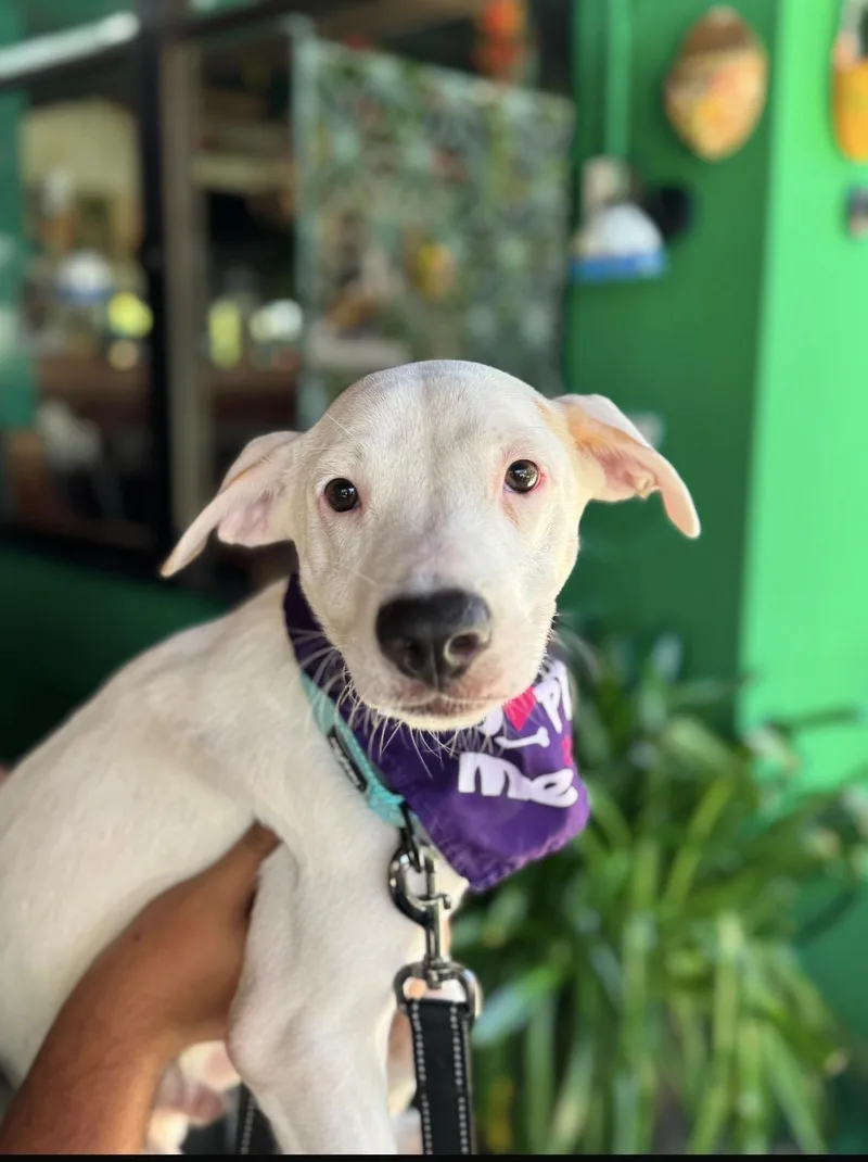 A young medium-sized male White / Cream Mixed Breed dog named Henry for adoption in Loiza, PR