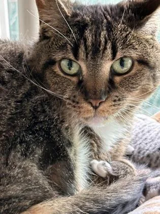 A senior medium-sized female Domestic Short Hair cat named Lucy for adoption in Bridgewater, NJ