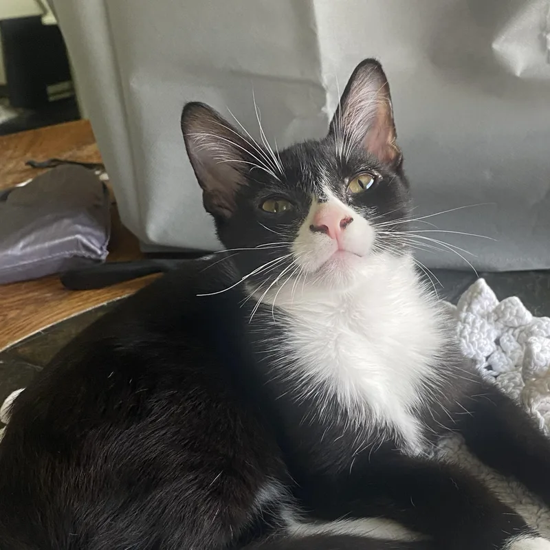 A young small-sized male Domestic Short Hair cat named Pimento for adoption in Lemoyne, PA