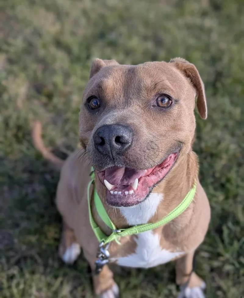 An adult medium-sized male Yellow / Tan / Blond / Fawn Terrier dog named Biscuit for adoption in Syracuse, NY