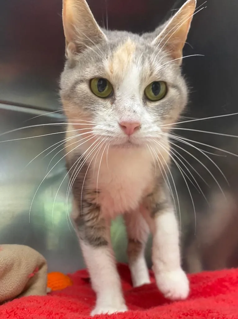 A senior medium-sized female Domestic Short Hair cat named Sally for adoption in Fall River, MA
