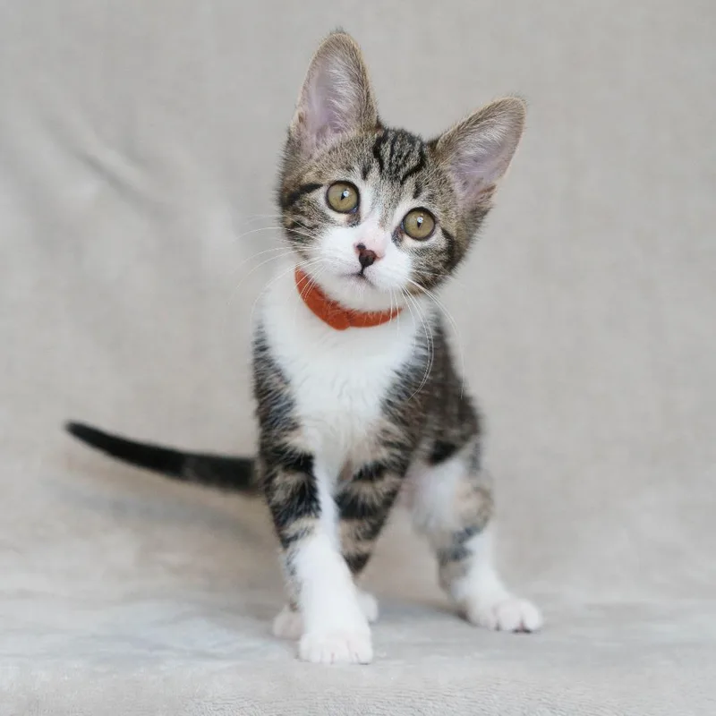 A baby small-sized female Brown / Chocolate Domestic Short Hair cat named Chowder for adoption in Sunnyvale, CA