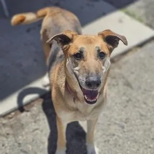 A senior large-sized female Tricolor (Brown, Black, & White) German Shepherd Dog dog named Izzy for adoption in Bridgeport, CA