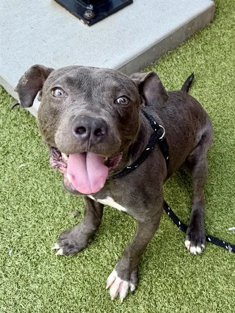 A young medium-sized male Staffordshire Bull Terrier dog named Alpha for adoption in Olivette, MO