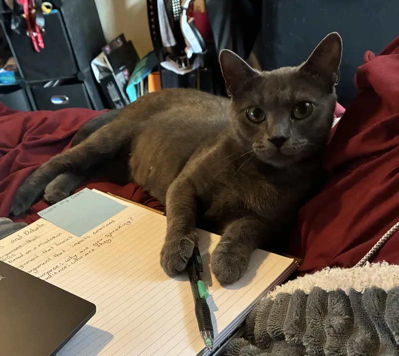 An adult medium-sized female Gray / Blue / Silver Domestic Short Hair cat named Willow for adoption in Atoka, TN