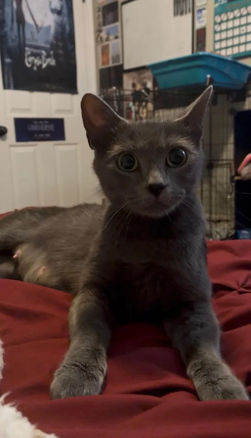 Willow thumbnail 4