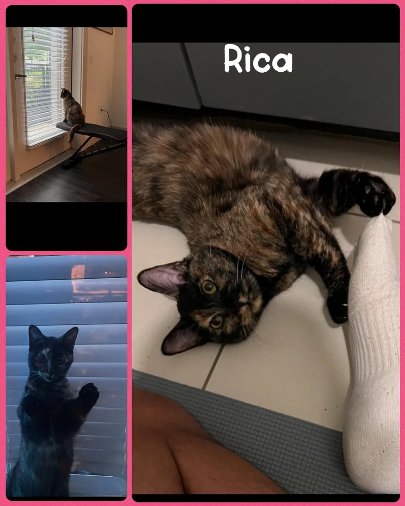 An adult medium-sized female Tortoiseshell Domestic Short Hair cat named Rica for adoption in Fort Worth, TX