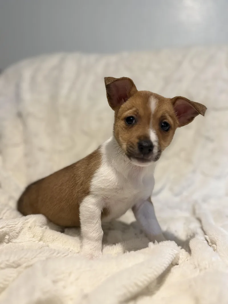 Strawberry thumbnail 2