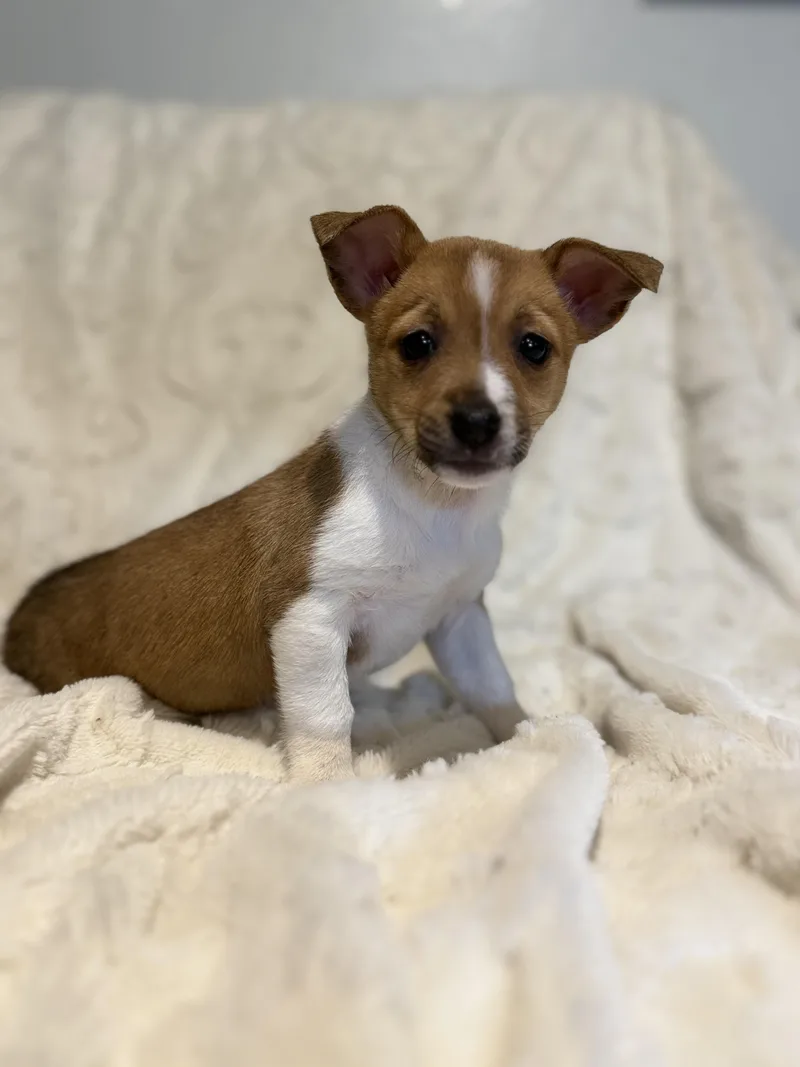 Strawberry thumbnail 3