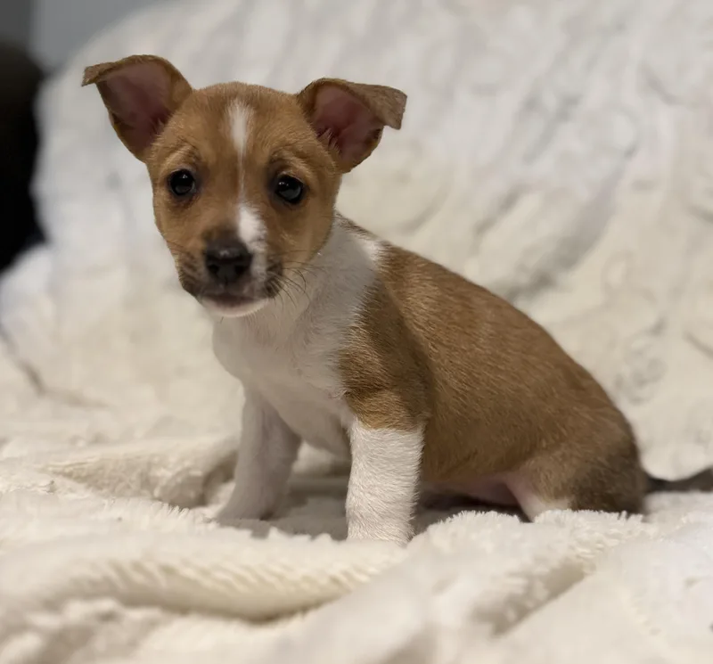 Strawberry thumbnail 4