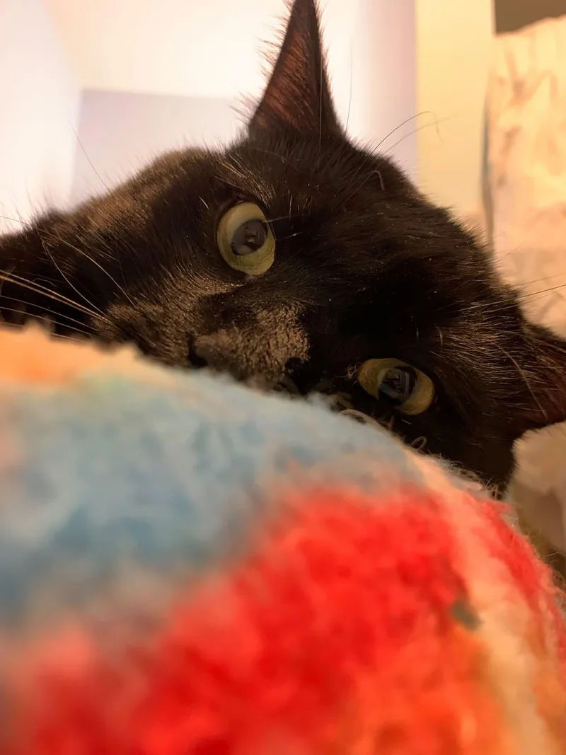 An adult medium-sized male Black Domestic Short Hair cat named Treasure for adoption in Johnson City, TN