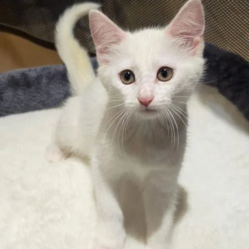 A baby small-sized female White American Shorthair cat named Sophie C for adoption in Seven Valleys, PA