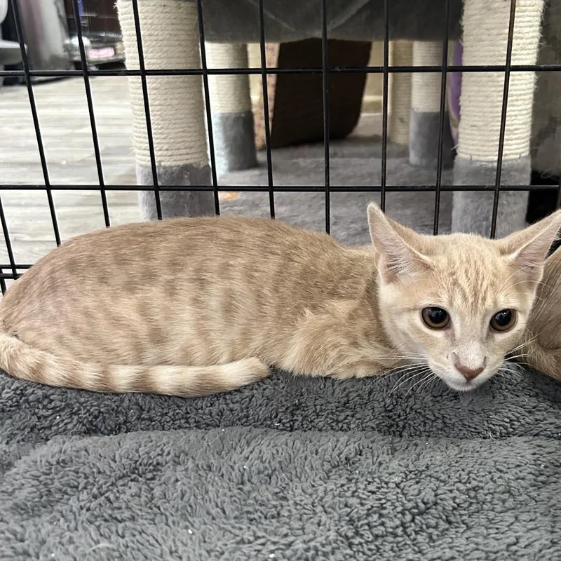 A baby small-sized male Buff / Tan / Fawn Domestic Short Hair cat named Fall Preview for adoption in Boerne, TX