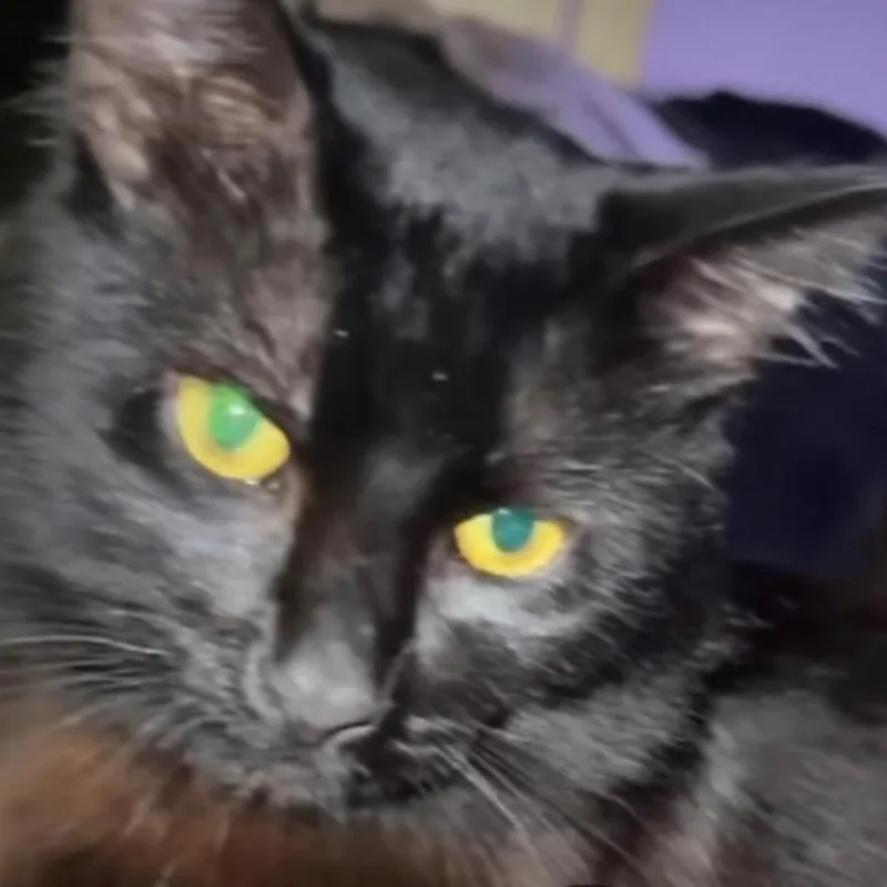 Samson thumbnail 2