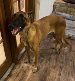 Artemis