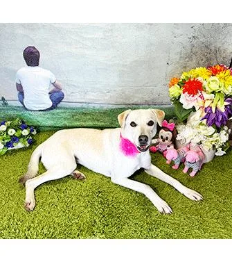 A young medium-sized female White / Cream Labrador Retriever dog named Somi for adoption in Castro Valley, CA