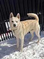 Dalton  Local Dog thumbnail 2