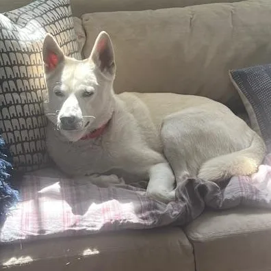 Dalton  Local Dog thumbnail 3