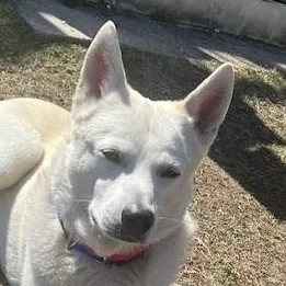 An adult large-sized male White / Cream Husky dog named Dalton  Local Dog for adoption in Andover, MA