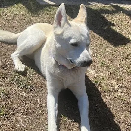 Dalton  Local Dog thumbnail 4