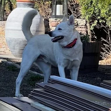 Dalton  Local Dog thumbnail 5