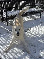 Dalton  Local Dog thumbnail 6