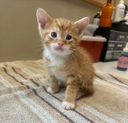 A baby small-sized male Domestic Short Hair cat named Orangey for adoption in Fishers, IN