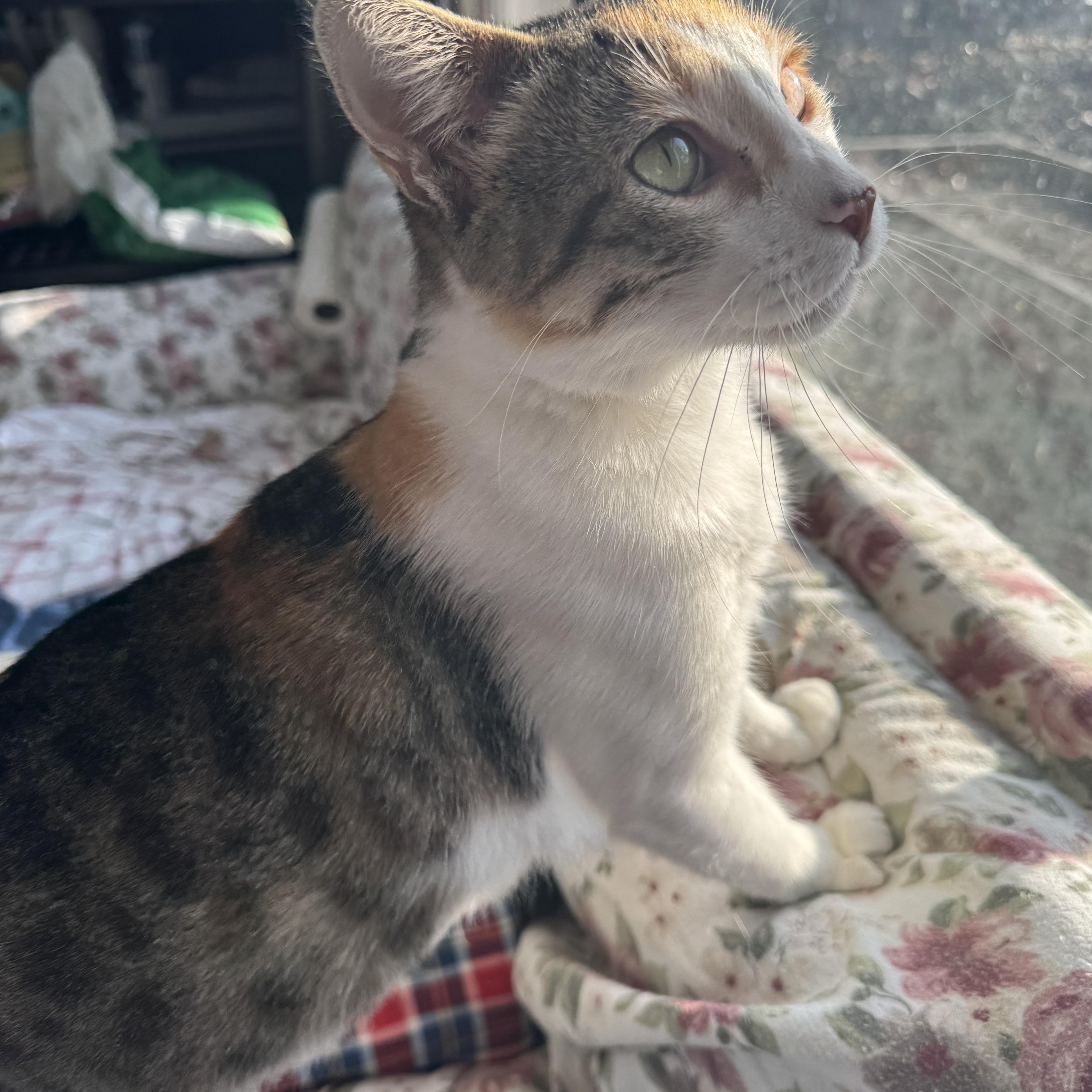 Mama Marinara thumbnail 4